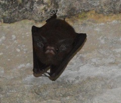 Peropteryx macrotis