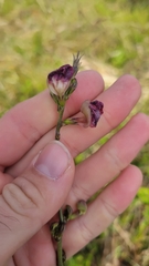 Macroptilium lathyroides