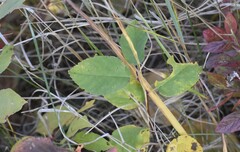Amelanchier spicata