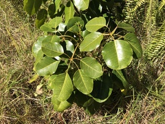 Cheirodendron trigynum