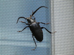 Prionus laticollis