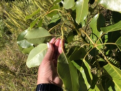 Cheirodendron trigynum