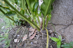 Anthurium schlechtendalii