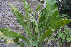Anthurium schlechtendalii