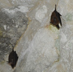 Peropteryx macrotis
