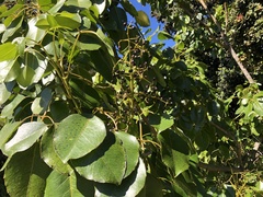 Cheirodendron trigynum