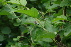 Alnus hirsuta