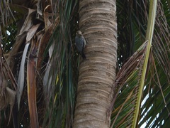 Melanerpes