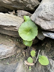 Umbilicus horizontalis