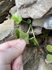 Umbilicus horizontalis