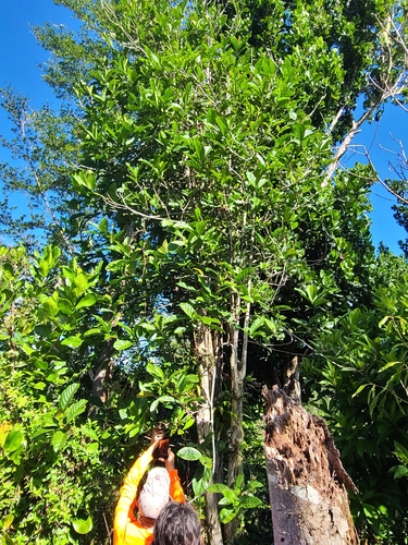 Coffea canephora, photograph 3