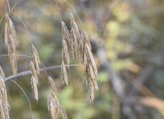 Bromus kalmii