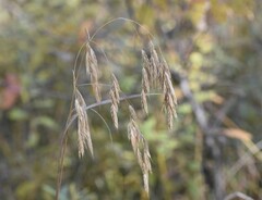 Bromus kalmii
