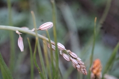 Asphodeloideae