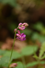 Lathyrus venetus