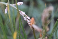 Asphodeloideae