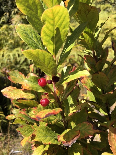 Vaccinium calycinum observed 2023-01-13