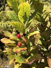 Vaccinium calycinum