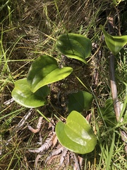Smilax melastomifolia