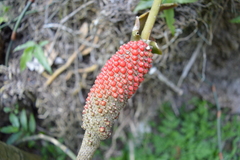 Anthurium schlechtendalii