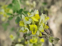Medicago glomerata