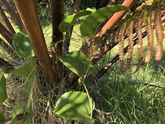 Smilax melastomifolia