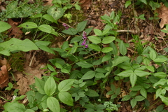 Lathyrus venetus