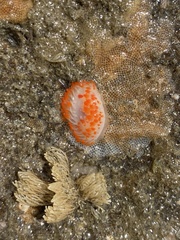 Limacia cockerelli
