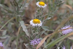 Erigeron subtrinervis