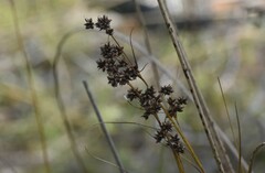 Cladium mariscoides