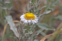 Erigeron subtrinervis