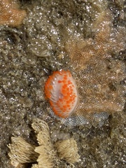 Limacia cockerelli