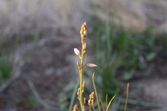 Asphodeloideae