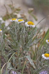 Erigeron subtrinervis