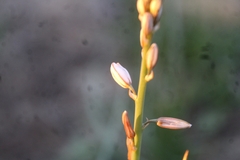 Asphodeloideae
