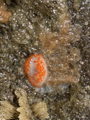 Limacia cockerelli