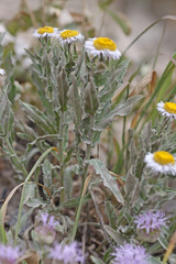 Erigeron subtrinervis
