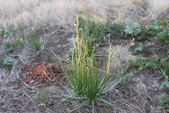 Asphodeloideae