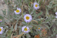 Erigeron subtrinervis
