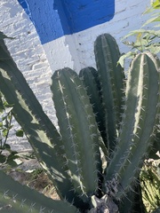 Cactaceae