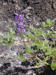 Lupinus succulentus