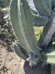 Cactaceae