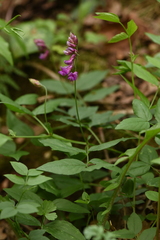 Lathyrus venetus