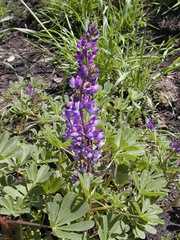 Lupinus succulentus