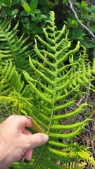 Pelazoneuron kunthii