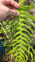 Pelazoneuron kunthii