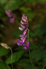Lathyrus venetus