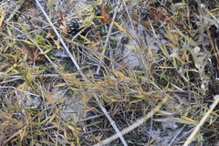 Dichanthelium boreale