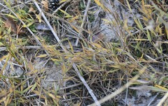 Dichanthelium boreale