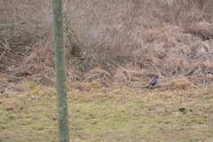 Corvus corone